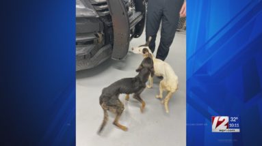 Police: 2 neglected dogs found abandoned in Portsmouth
