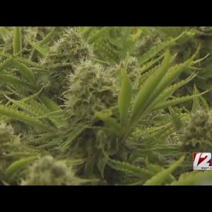 McKee administration: Marijuana plan would give lawmakers too much power