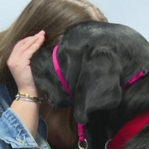 Bristol County DA’s office hires support dog to help child abuse victims