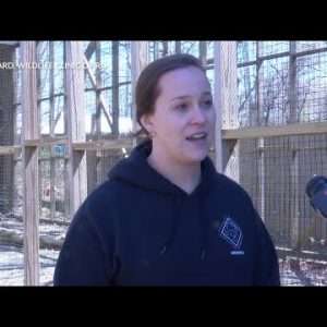 VIDEO NOW: Wildlife Clinic of RI offers tips on how to handle wildlife