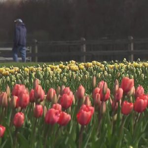 Business is blooming for local flower farm ahead of Mother's Day