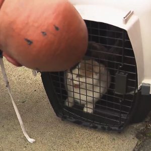 Providence man thankful firefighters rescued his cats from fire