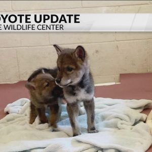 Rescued coyote pup meets foster brother on Cape Cod