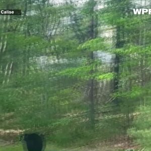 VIDEO NOW: Black bear spotted in Coventry