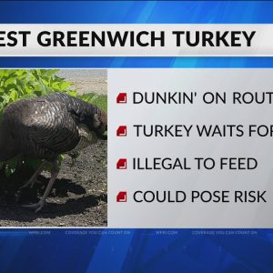 DEM: Don't feed wild turkey that frequents gas station, Dunkin'