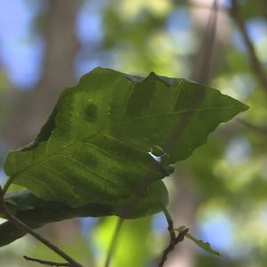 New disease impacting trees across southern New England