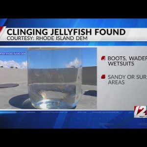DEM: Jellyfish whose sting can send you to hospital found in RI