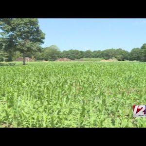 Local farmer discusses how drought is impacting production