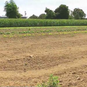 Local farms feeling impacts of severe drought