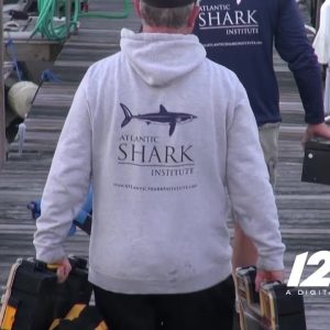 Sharks: Shark Tagging 401
