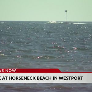 Westport beaches closed to swimming after shark sighting