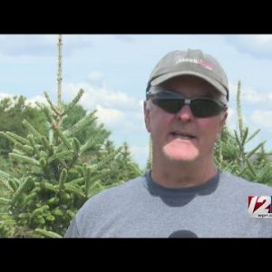 How the drought is affecting Christmas tree farms