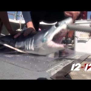 How URI researchers track sharks 20,000 miles