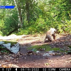 VIDEO NOW: Mother bobcat & kitten captured on trail camera