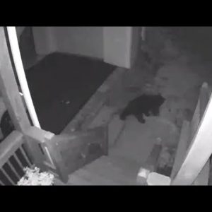 VIDEO NOW: Bear gets close to home, spooks Mansfield resident