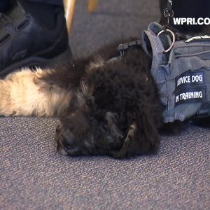 VIDEO NOW: New Bedford police swear in compassion dog