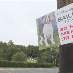 Woman on mission to stop speeders after dog killed