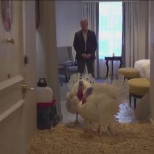 Biden spending 81st birthday honoring tradition of pardoning Thanksgiving turkeys