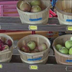 Rainy weekends leave Middletown orchard with surplus of apples